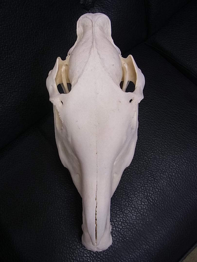 アフリカ　サバンナシマウマ 頭骨