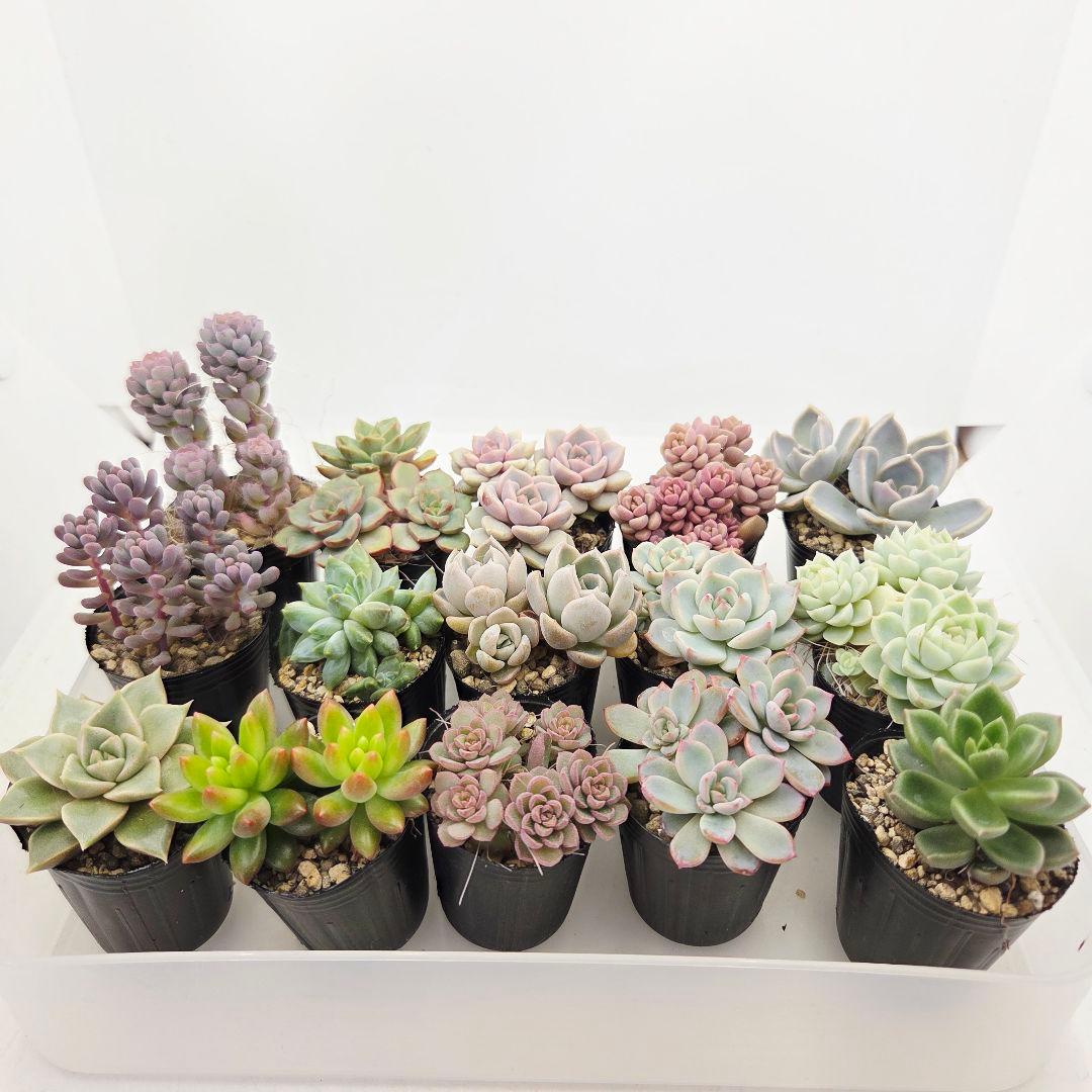 みー❀✼❅様全16苗⑧つぶつぶ屋さん キャラット❣️あられ❣️発根済ネコポス込