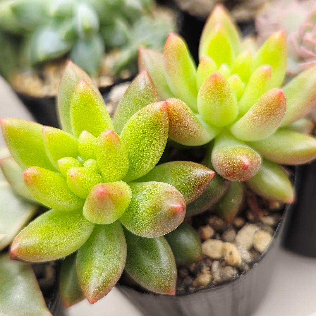 みー❀✼❅様全16苗⑧つぶつぶ屋さん キャラット❣️あられ❣️発根済ネコポス込