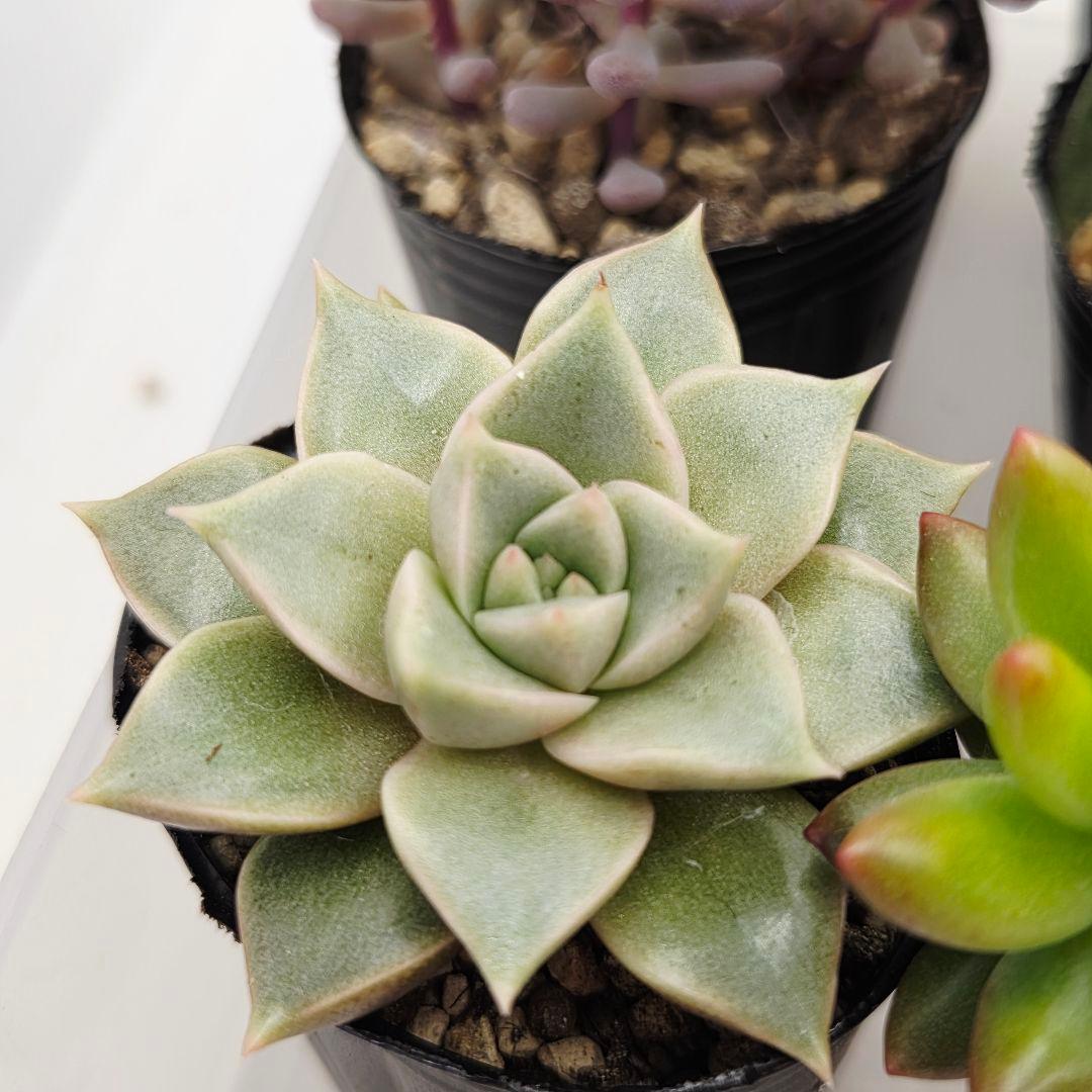 みー❀✼❅様全16苗⑧つぶつぶ屋さん キャラット❣️あられ❣️発根済ネコポス込