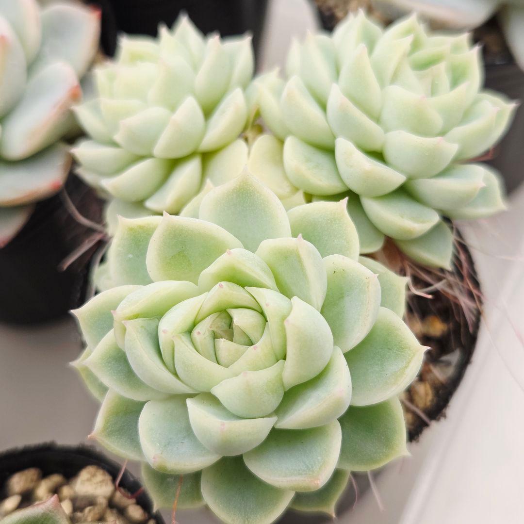 みー❀✼❅様全16苗⑧つぶつぶ屋さん キャラット❣️あられ❣️発根済ネコポス込