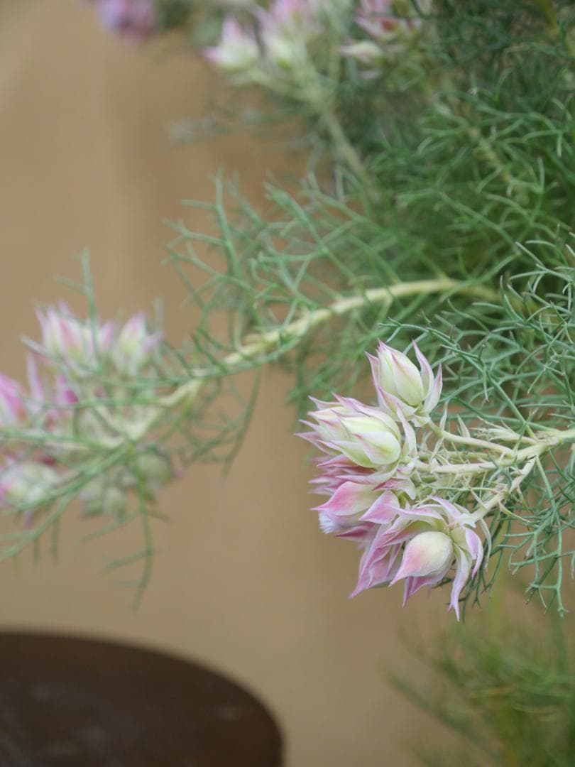 セルリア　ブラッシングブライト　ピンク　7号鉢　約90センチ　3