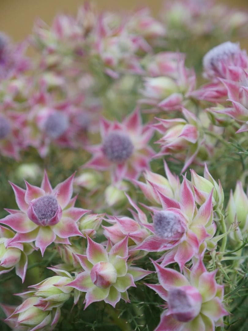 セルリア　ブラッシングブライト　ピンク　7号鉢　約90センチ　3