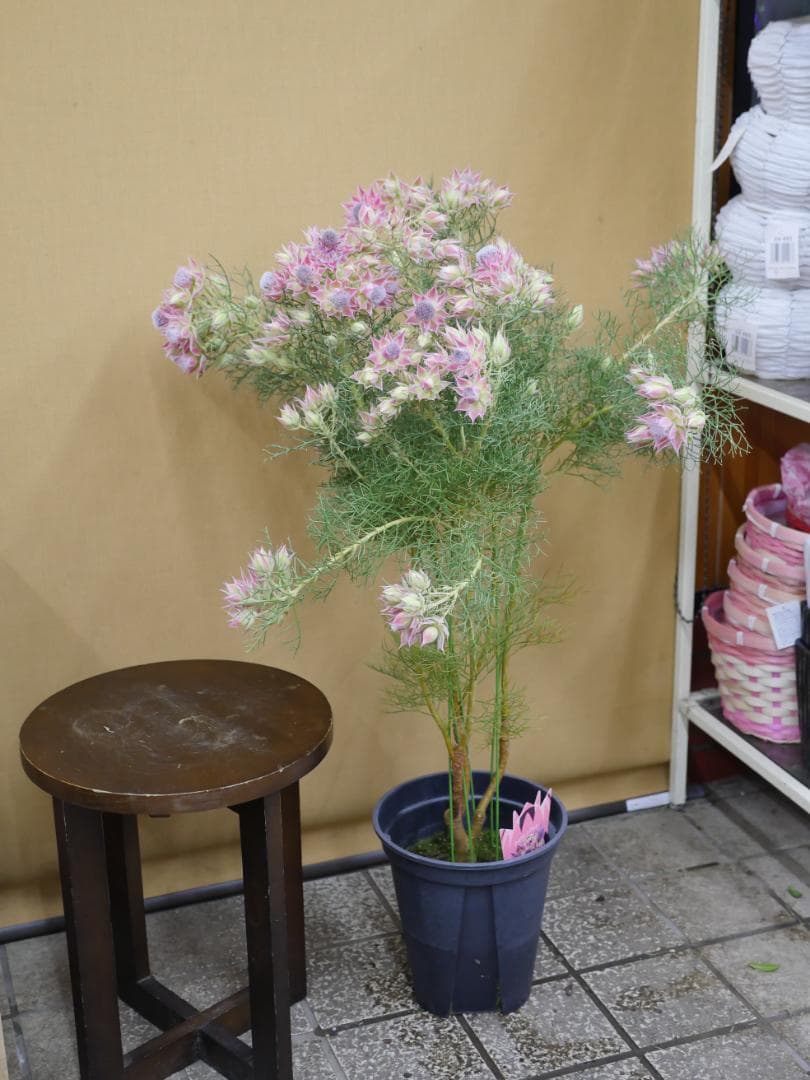 セルリア　ブラッシングブライト　ピンク　7号鉢　約90センチ　3