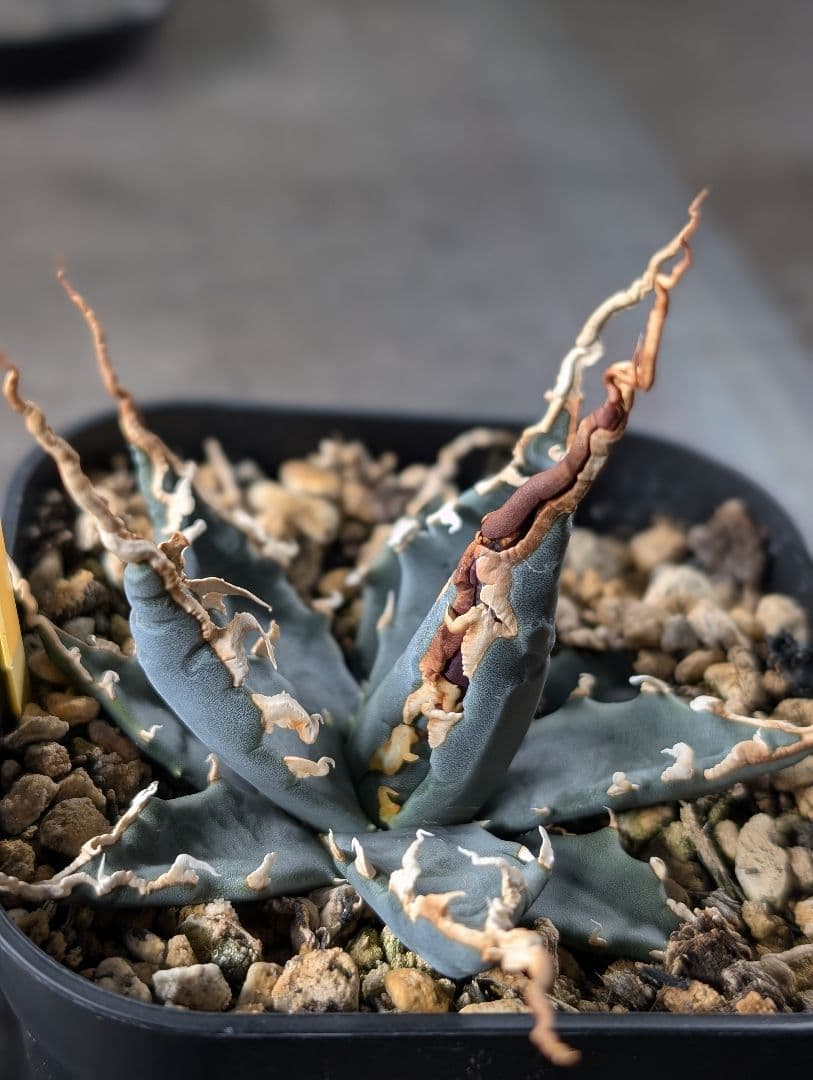 アガベ　エボリスピナ　実生　陽炎　青葉　A3 鉢ごと