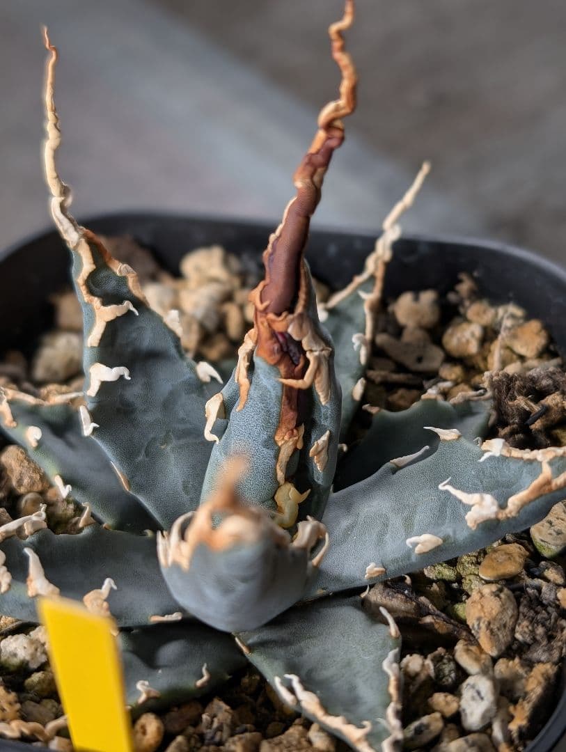 アガベ　エボリスピナ　実生　陽炎　青葉　A3 鉢ごと