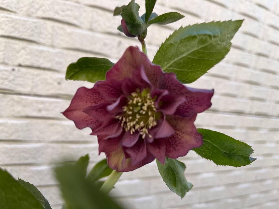 クリスマスローズ 八重 ダブル 5号 4鉢セット 現物 2月1日撮影 B