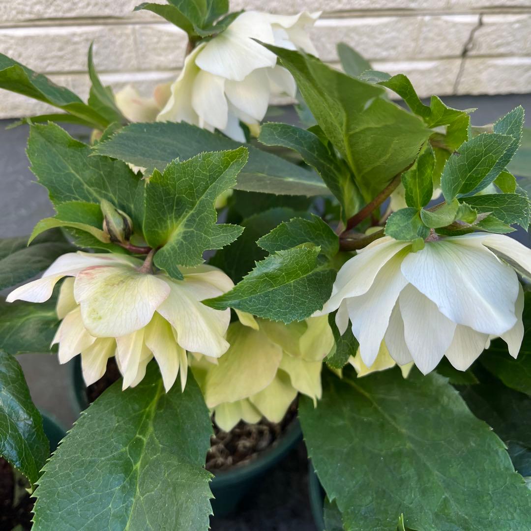 クリスマスローズ 八重 ダブル 5号 4鉢セット 現物 2月1日撮影 B