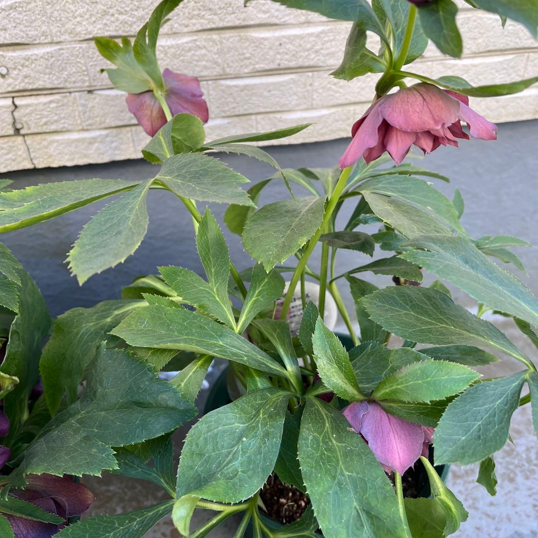 クリスマスローズ 八重 ダブル 5号 4鉢セット 現物 2月1日撮影 B