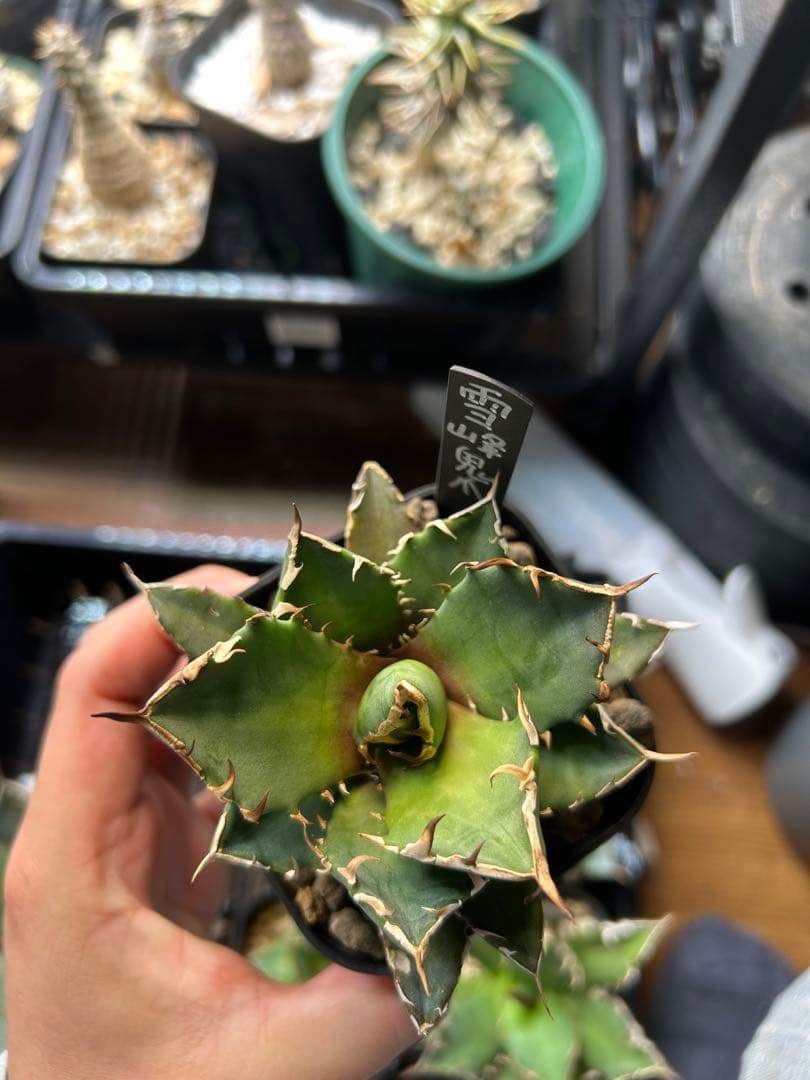 アガベ　チタノタ　多肉小〜中株　まとめ15株売り　抜き苗