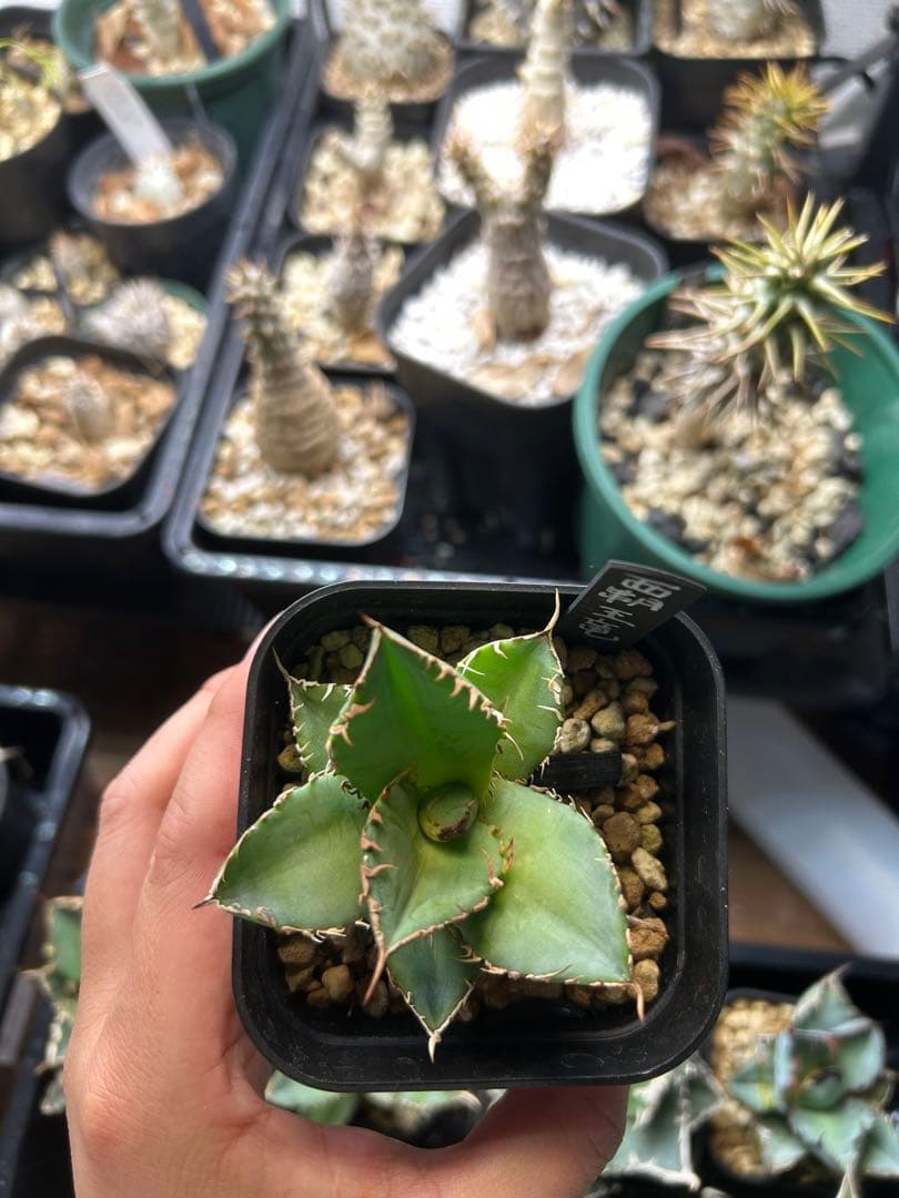 アガベ　チタノタ　多肉小〜中株　まとめ15株売り　抜き苗