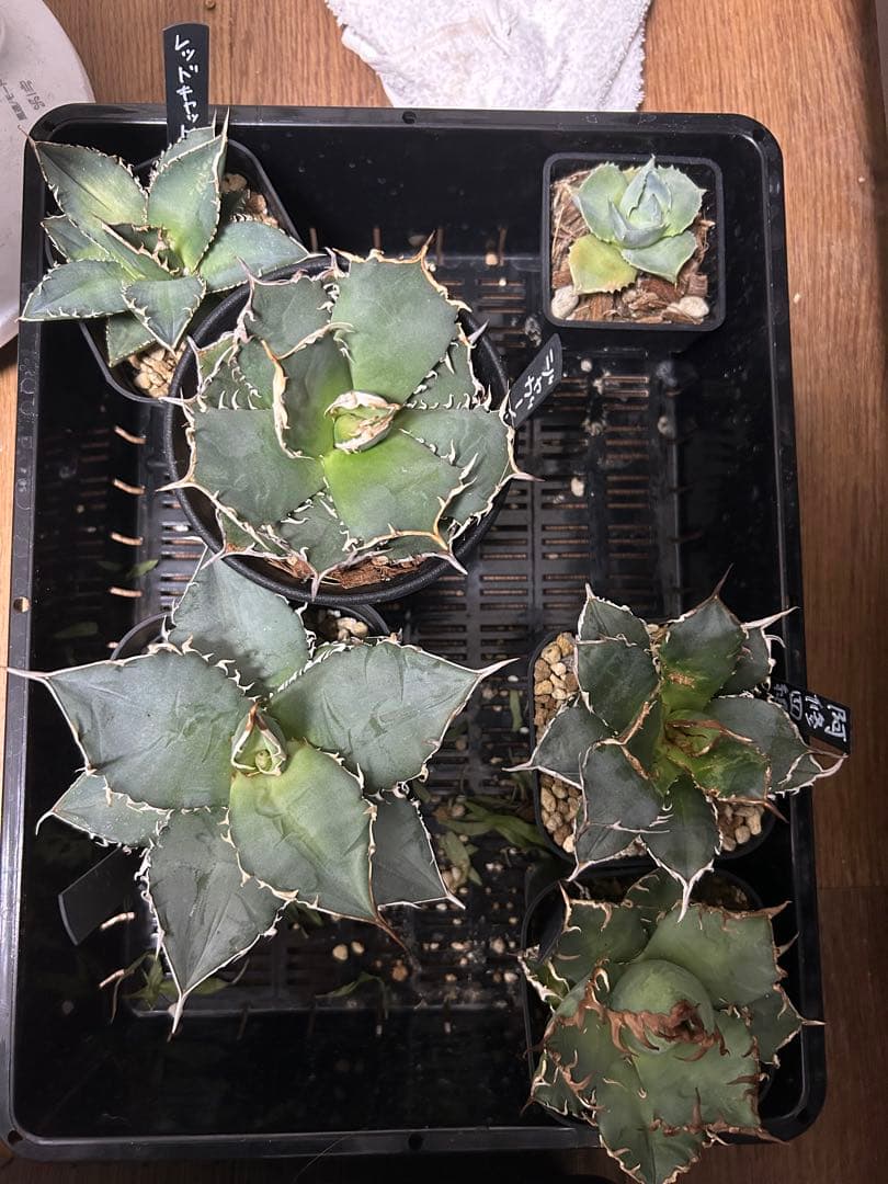 アガベ　チタノタ　多肉小〜中株　まとめ15株売り　抜き苗