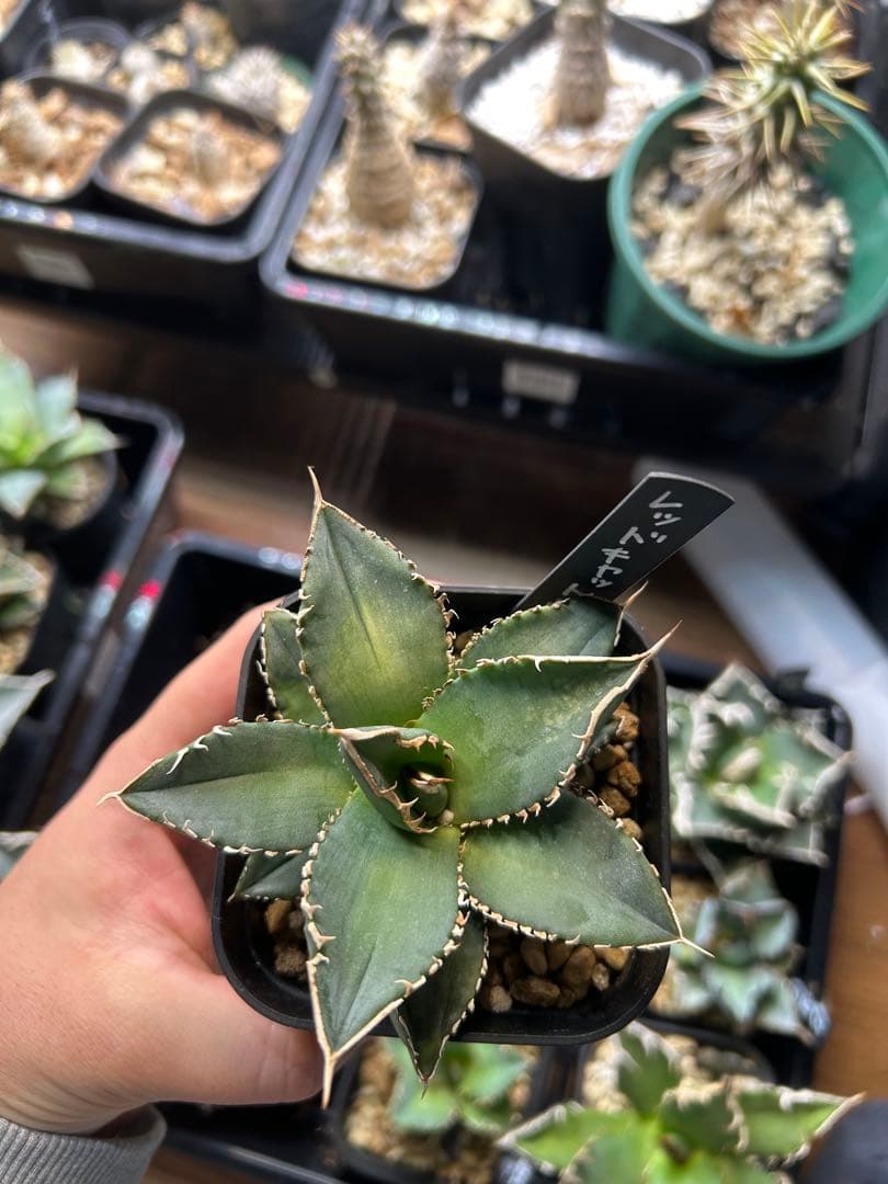 アガベ　チタノタ　多肉小〜中株　まとめ15株売り　抜き苗