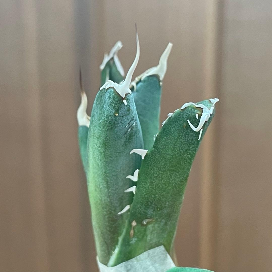 【REZA産】イラン株　長棘　アガベ　　NOVA ノヴァ　12月便