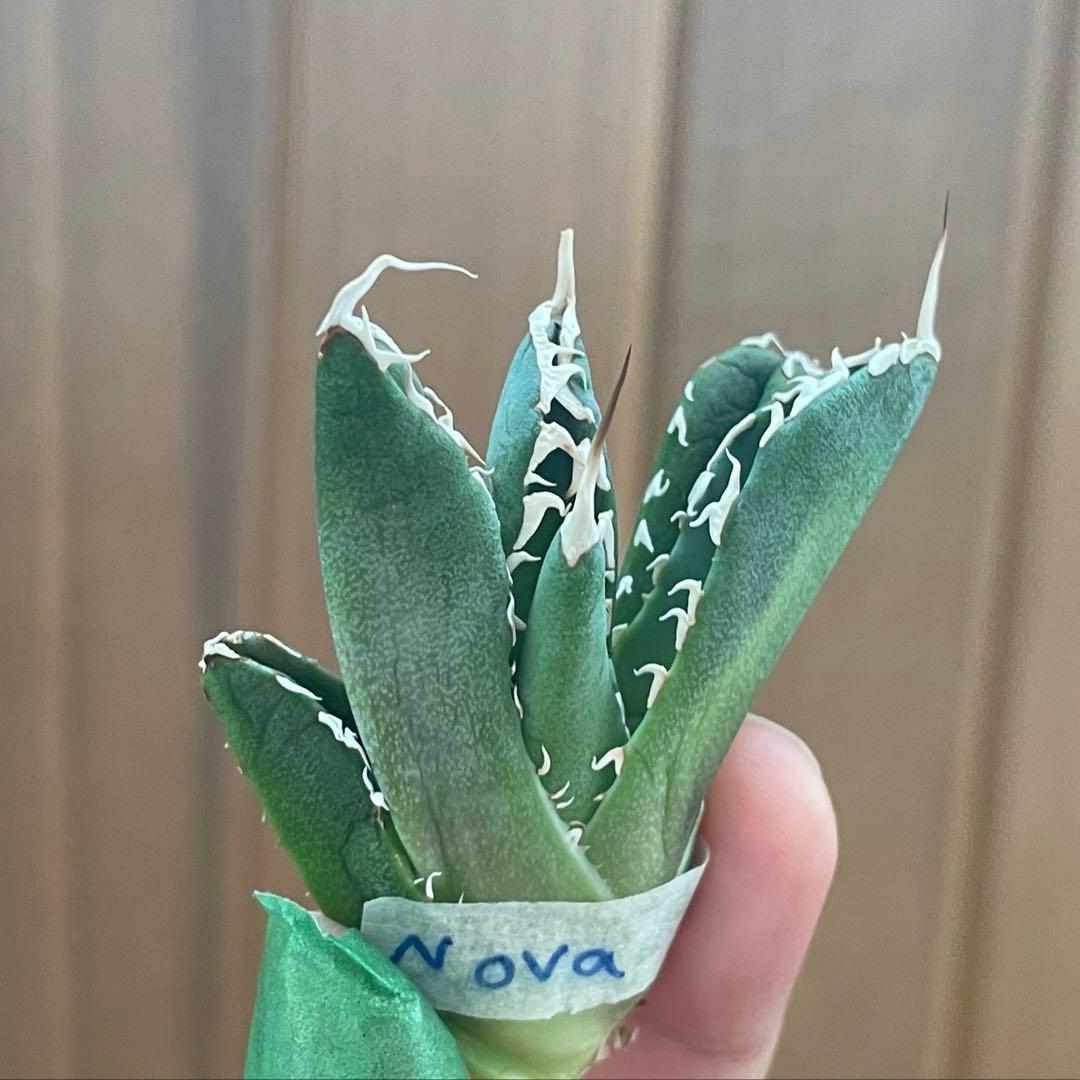 【REZA産】イラン株　長棘　アガベ　　NOVA ノヴァ　12月便