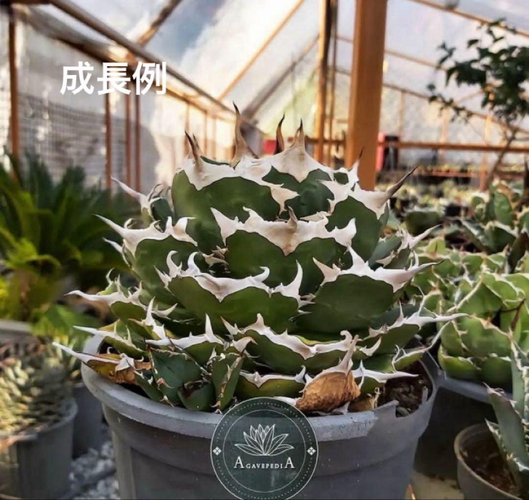 【REZA産】イラン株　長棘　アガベ　　NOVA ノヴァ　12月便