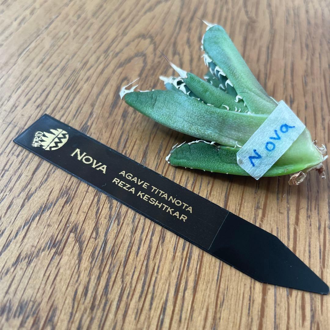 【REZA産】イラン株　長棘　アガベ　　NOVA ノヴァ　12月便