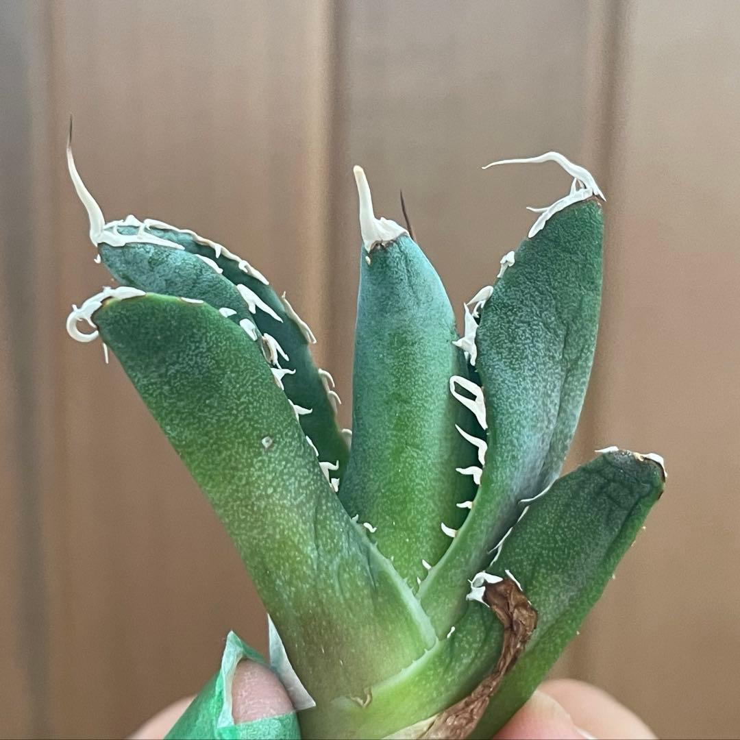 【REZA産】イラン株　長棘　アガベ　　NOVA ノヴァ　12月便