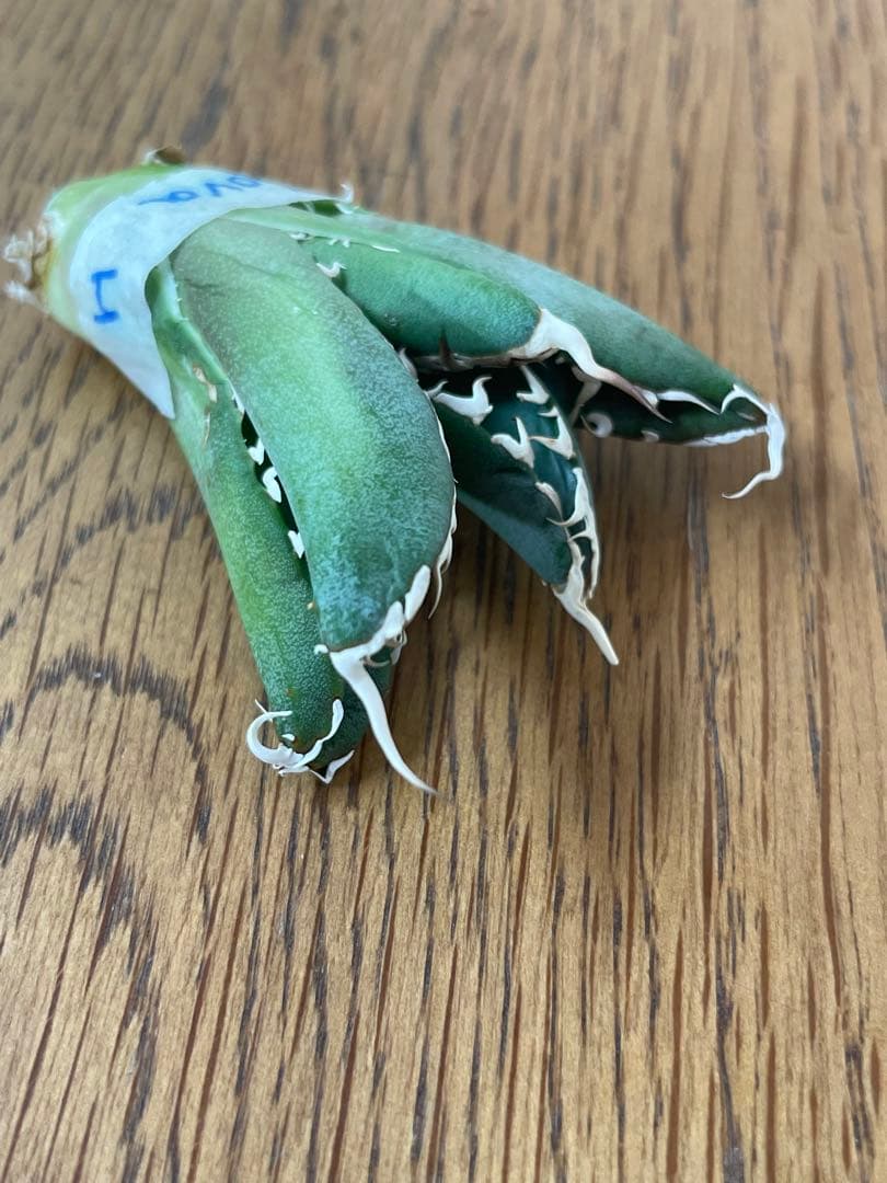 【REZA産】イラン株　長棘　アガベ　　NOVA ノヴァ　12月便