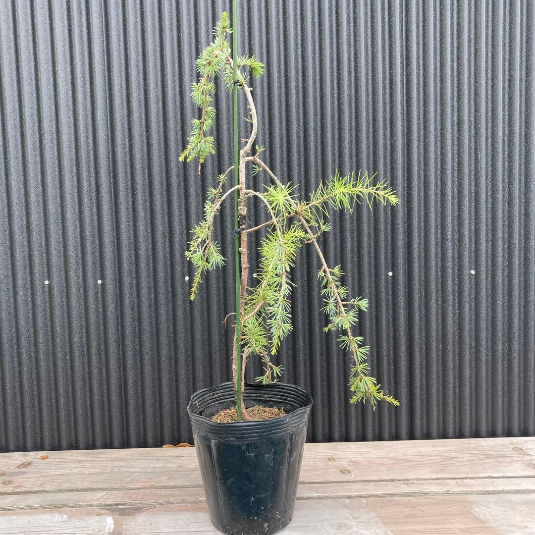 アトラスシーダーグラウカペンデュラ 苗 - メルカリ