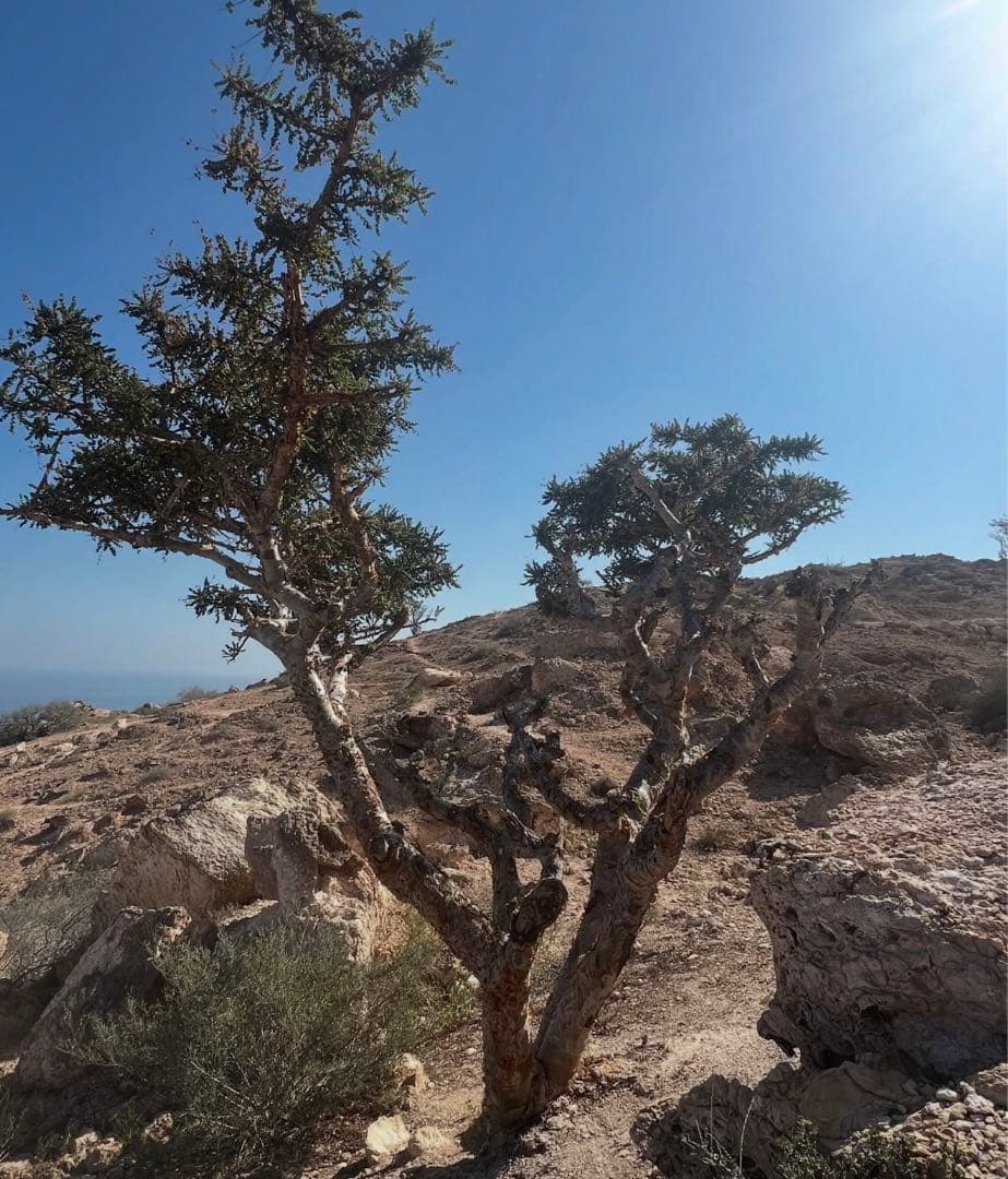 フランキンセンス樹脂　ホジャリ　フレッシュグリーン　新品未開封