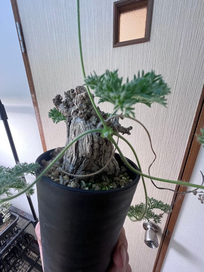 現地株国内管理5年】冬型 ペラルゴニウム トリステ 発根済み 大株