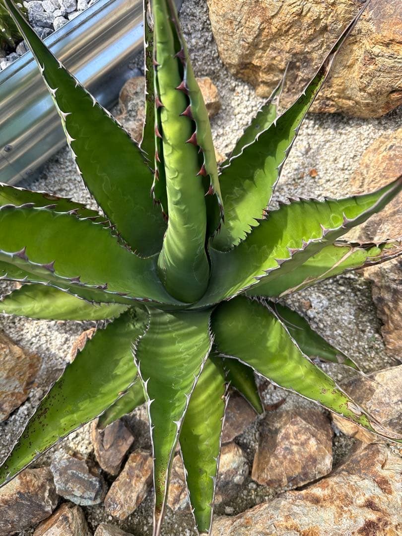 ジェントリー　ジョーズ　大株