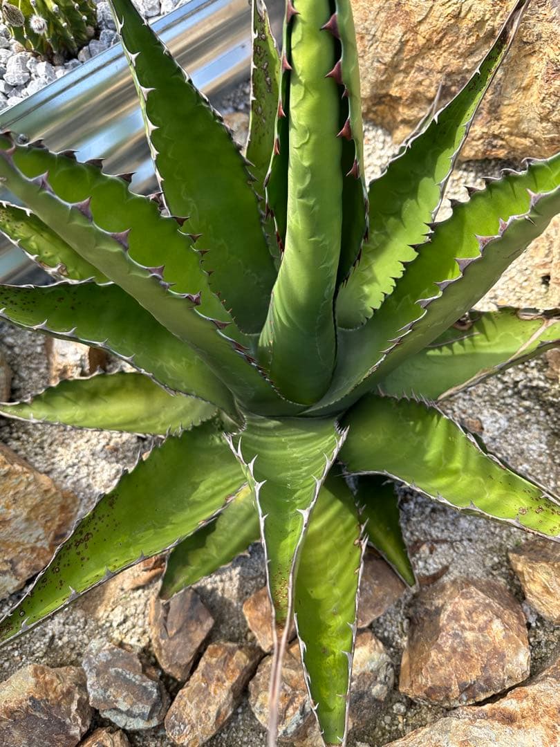 ジェントリー　ジョーズ　大株