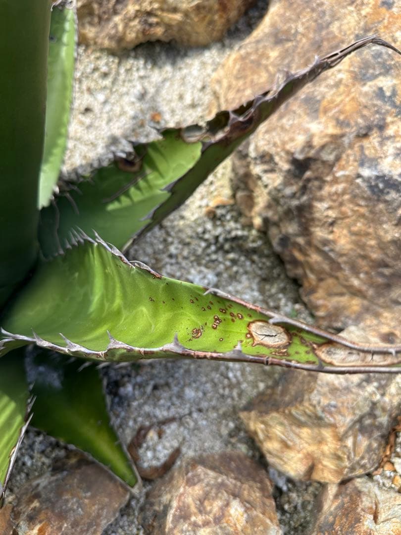 ジェントリー　ジョーズ　大株