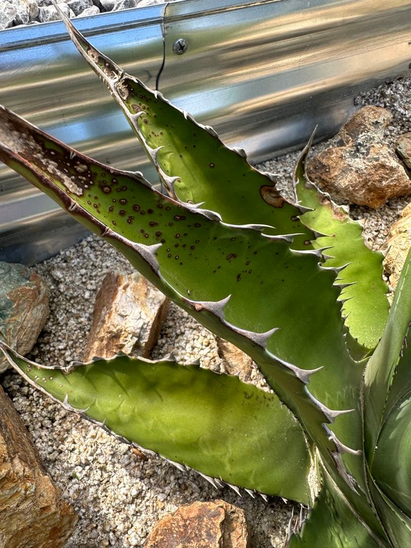 ジェントリー　ジョーズ　大株