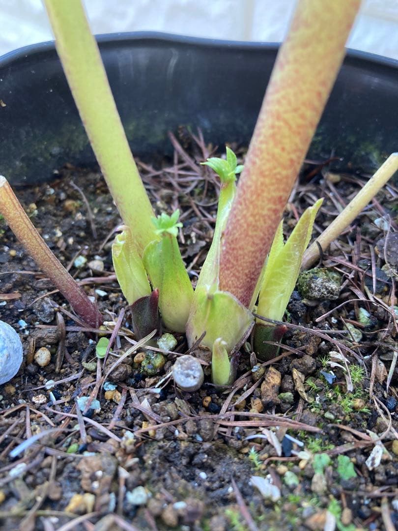 ソレイユ 5号 広瀬園芸 クリスマスローズ