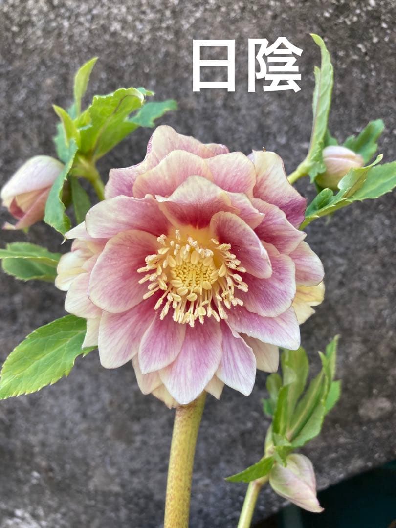 ソレイユ 5号 広瀬園芸 クリスマスローズ