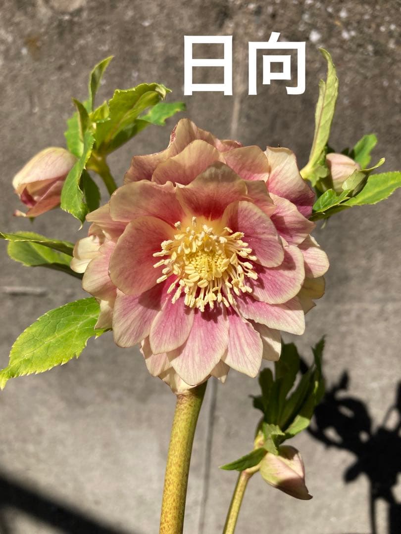 ソレイユ 5号 広瀬園芸 クリスマスローズ