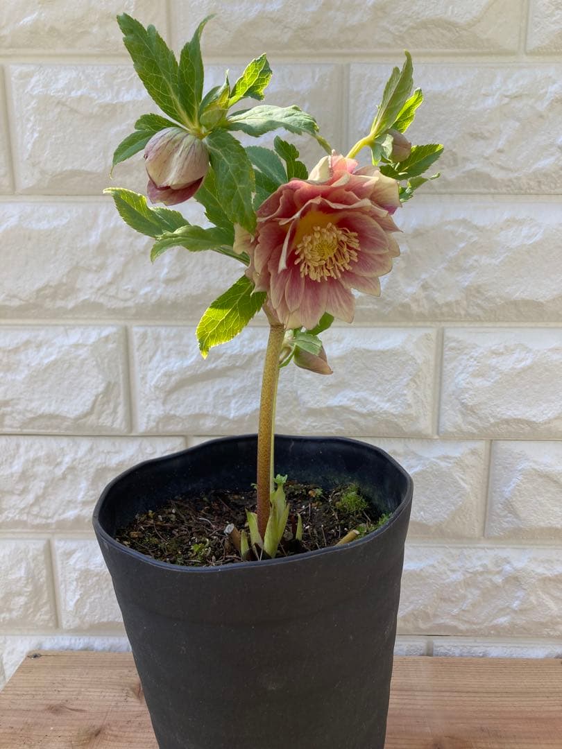 ソレイユ 5号 広瀬園芸 クリスマスローズ