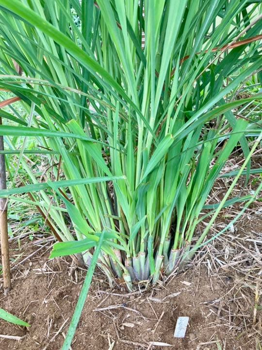 無農薬 レモングラス 抜き苗 3本  東京から発送☆