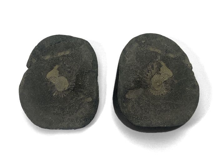 【超希少な太古の石】レアストーン★シャリグラムの原石☆一点物限定☆NO.8