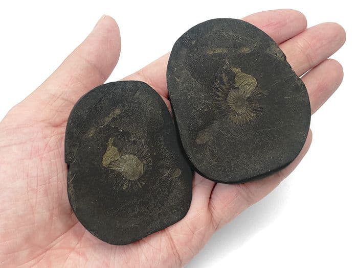 【超希少な太古の石】レアストーン★シャリグラムの原石☆一点物限定☆NO.8