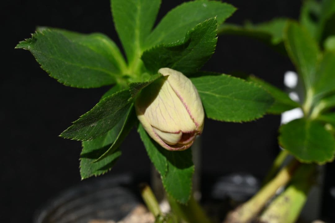 クリスマスローズ　珍品！認定モーリー プリマヴェーラ　加藤農園