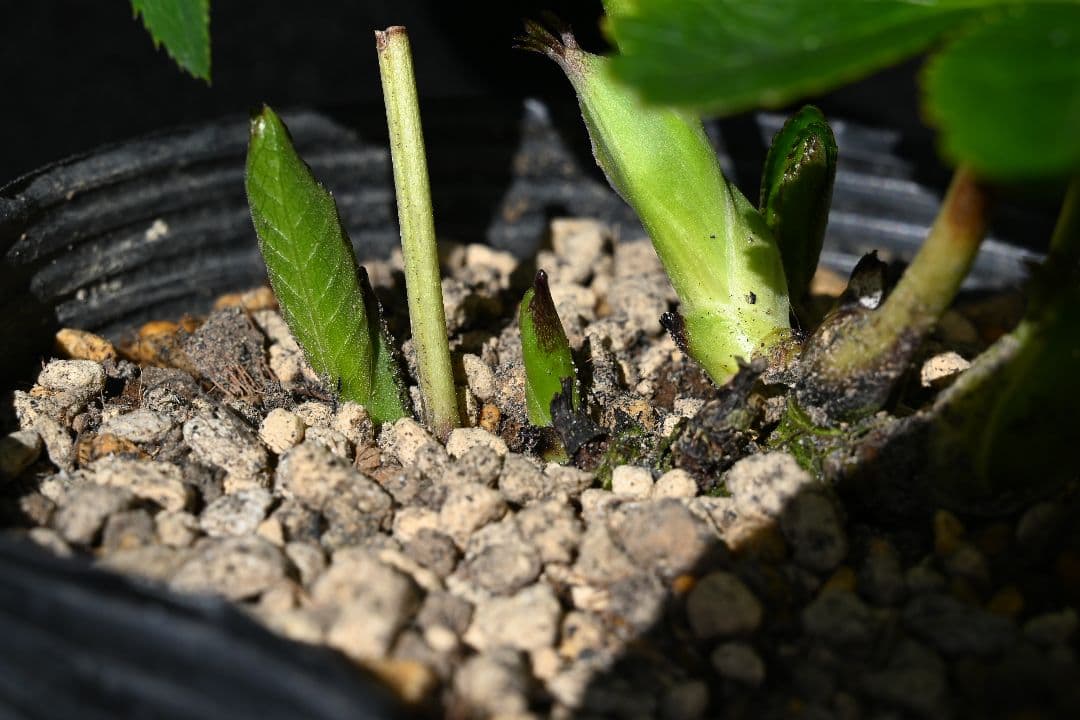 クリスマスローズ　珍品！認定モーリー プリマヴェーラ　加藤農園