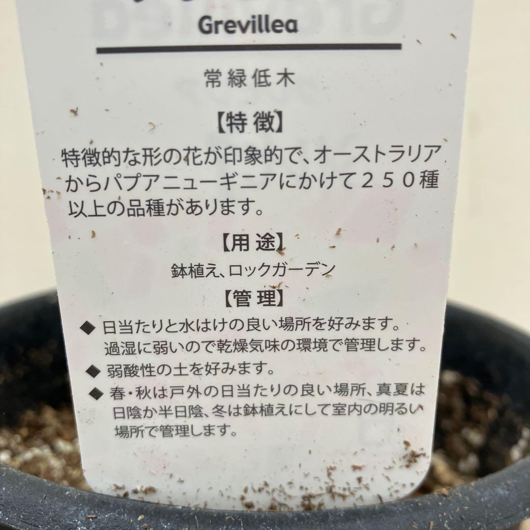 グレビレア2種類セット シルビア、ハニージェム 常緑樹 - メルカリ