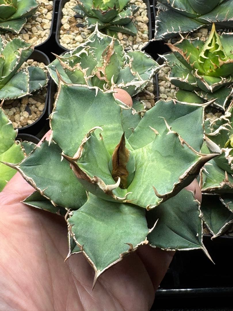 アガベ　チタノタ　白犀牛