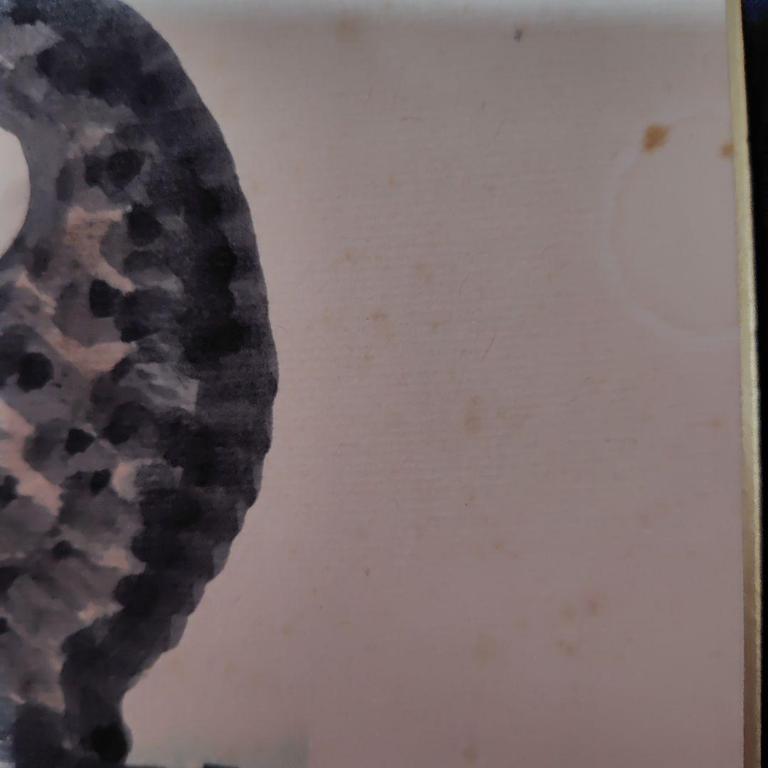 秋山巌・水彩画・フクロウ、色紙画