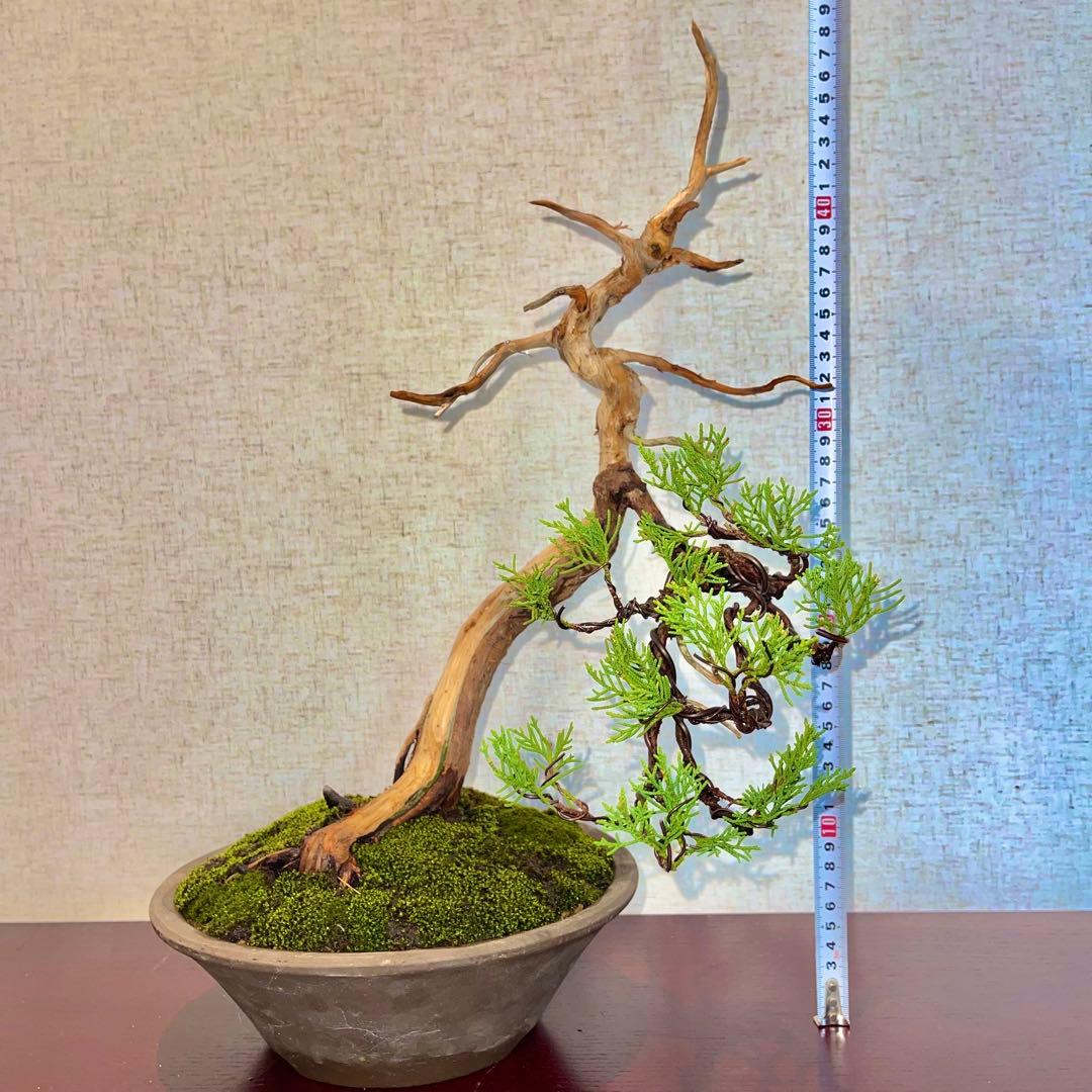 大幅値下げ】世界が注目 資産価値 真柏 盆栽 良型盆栽 - メルカリ
