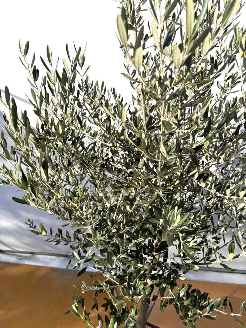 オリーブの木　コレッジョラ　約200cm　NO.2026　大型　現品掲載