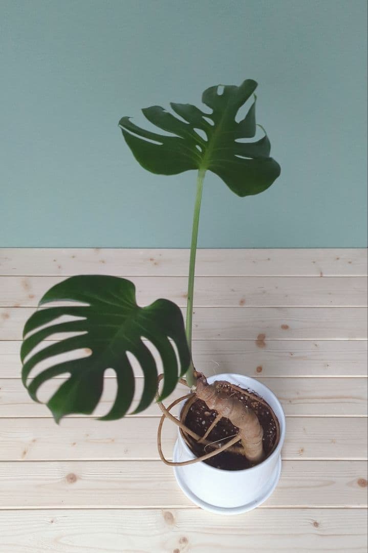 モンステラ《現品》デリシオーサ ６号 根上り 癒し