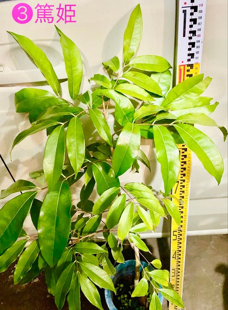 耐寒性ライチ ❸篤姫　アツヒメ