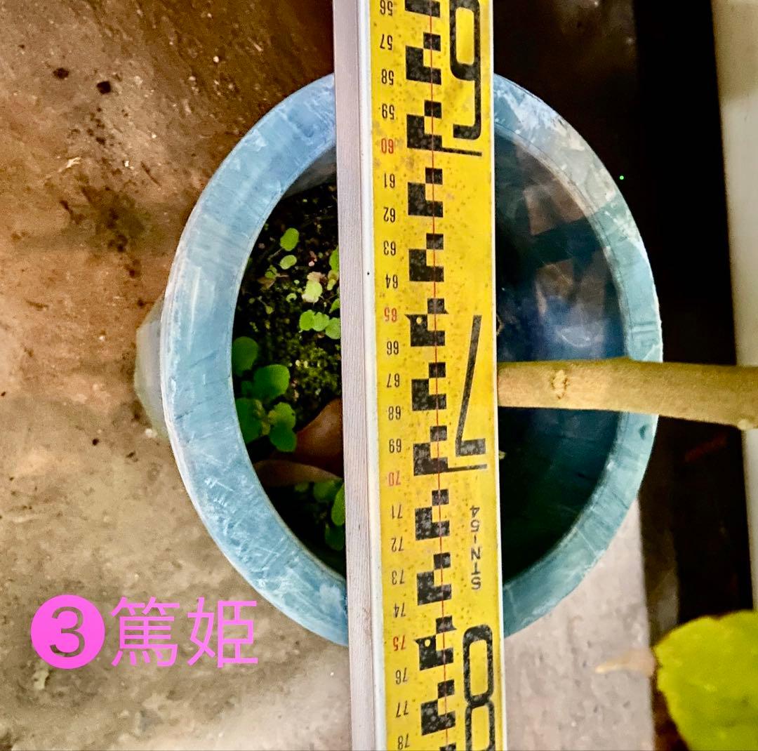 耐寒性ライチ ❸篤姫　アツヒメ