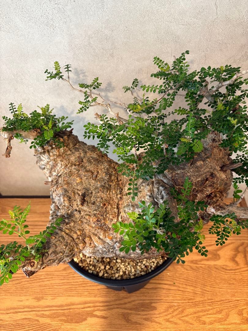 【パキプー】オペルクリカリア　パキプス　発根済み　みやび鉢