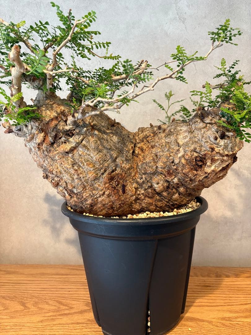 【パキプー】オペルクリカリア　パキプス　発根済み　みやび鉢