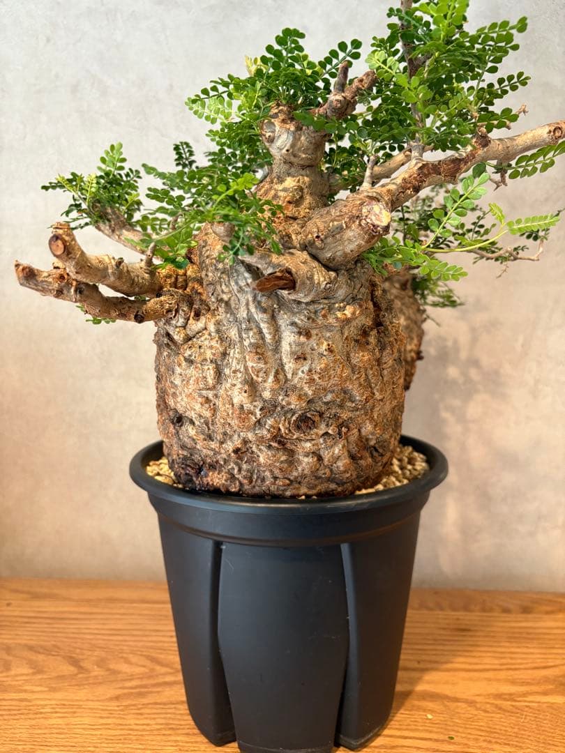 【パキプー】オペルクリカリア　パキプス　発根済み　みやび鉢